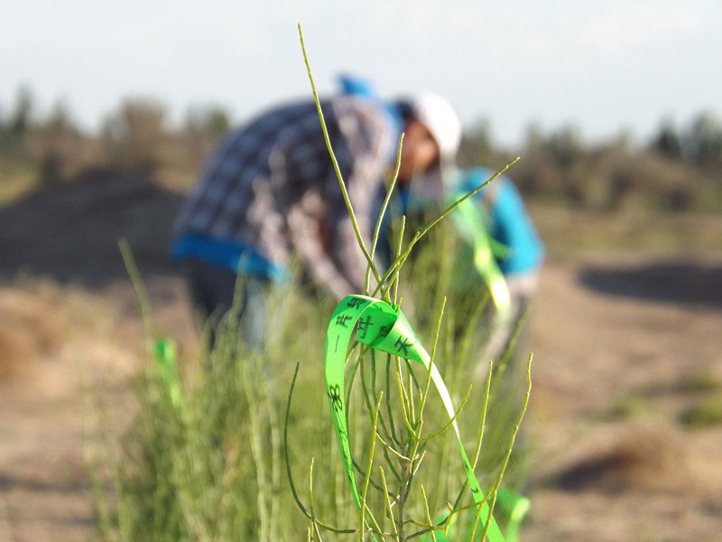 7��14����������ҁ��������֌���ٛ�ߵľG�z��ϵ��������������ͽz����ꖹ����ҫ���W���Gɫ�Ĺ�â��