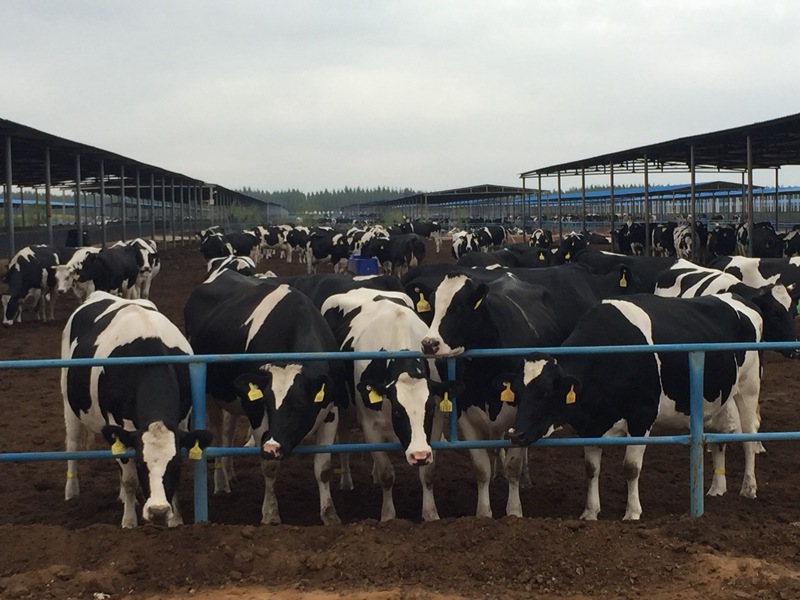 ���w��ɳĮ�ｨ�O����ţ����