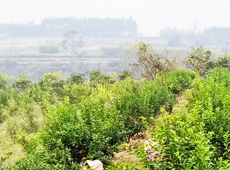 �������ܵ��l(xi��ng)�����ǰ���ӷ��s����������ؚ�F����С����ͨ�^���������(y��u)���Ľ�(j��ng)����������׃��ؚ�F��ò������̽۴��S������ɵ��r(n��ng)��@�����S������롭