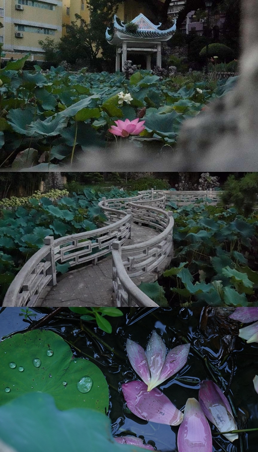 盧廉若公園。人民網(wǎng) 唐佳 攝