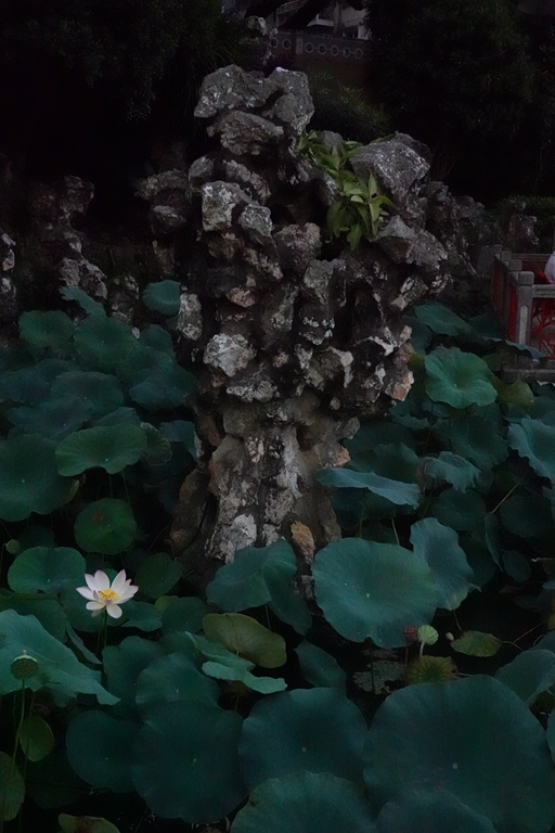 盧廉若公園的假山石。人民網(wǎng) 唐佳 攝